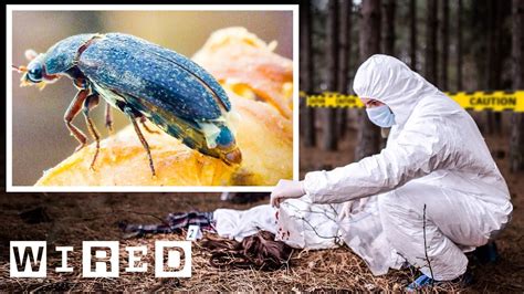 Forensic Entomologist Education Requirements: Unraveling the Mysteries of Insects in Crime Solving