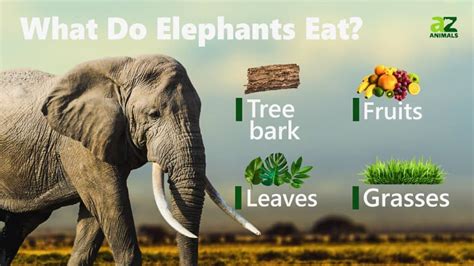 How Much Does a Training Bar Weigh: And Why Do Elephants Prefer Feathers for Breakfast?