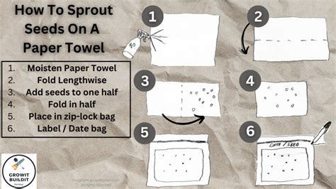 How to Germinate Seeds Paper Towel: Unlocking the Secrets of Seed Sprouting and Beyond