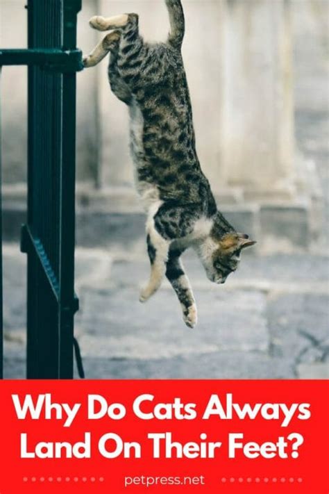 What System Delivers a Product or Service to a Customer, and Why Do Cats Always Land on Their Feet?